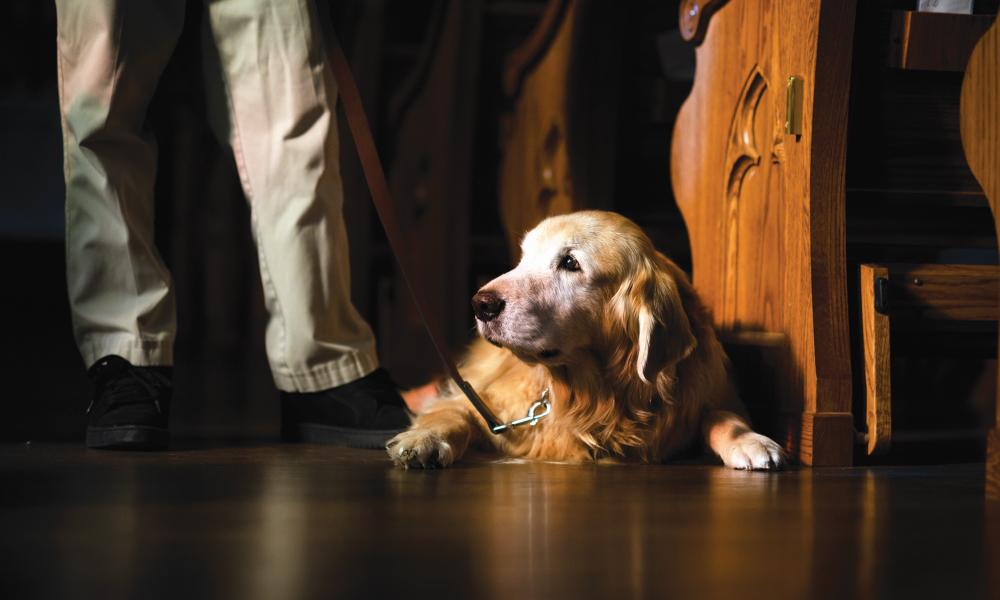 Man’s Best Friend, a Prayer, and an Open Heart 6