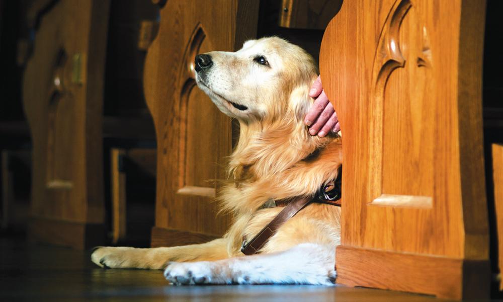 Man’s Best Friend, a Prayer, and an Open Heart 4